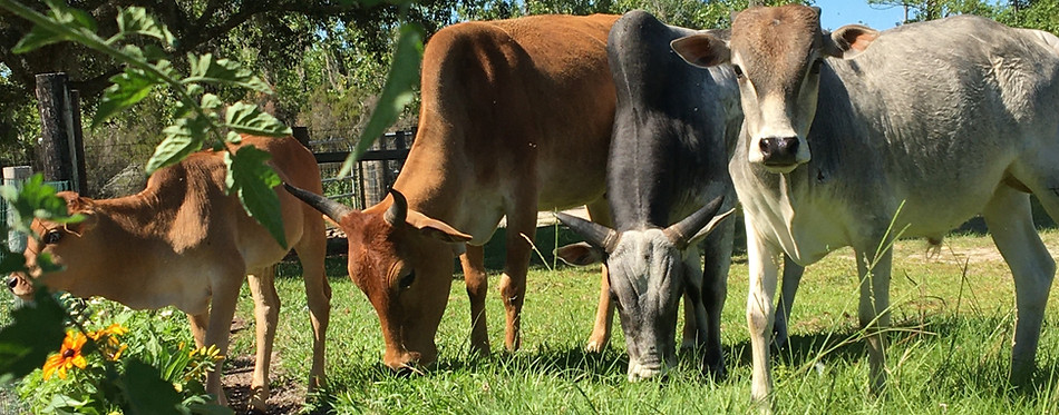 mini zebu mini cow mini cattle mini milkers heifer calf cow bull